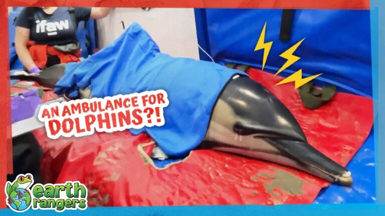 Heroes rescue dolphin just in time to save his life