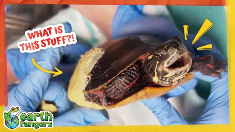 Why Are They Covering That Turtle in Goop?!