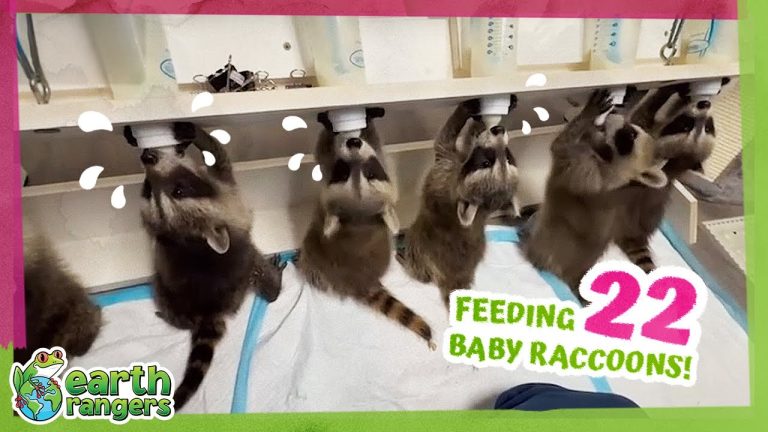 How Do They Feed 22 Baby Raccoons At The Same Time?!