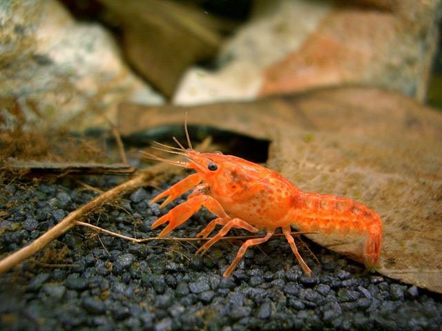 mexican_dwarf_crayfish_veitw mexican dwarf crayfish, cambarellus patzcuarensis