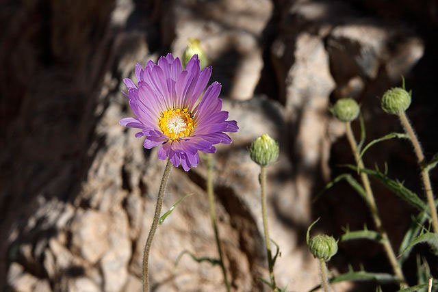 mojave_aster_alan_vernon_purple mojave aster