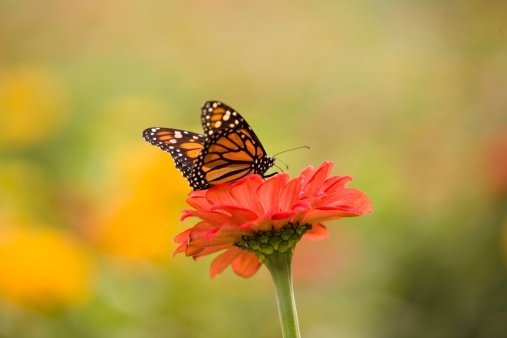 monarch butterfly flower