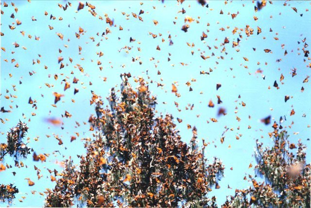 monarchs flying by raina kumra