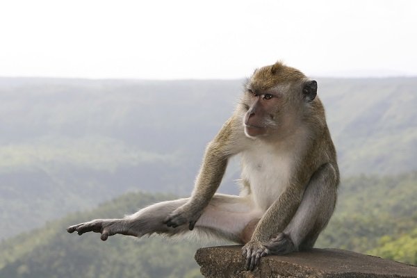 Macaque exercising