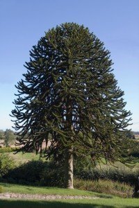 Monkey Puzzle Tree