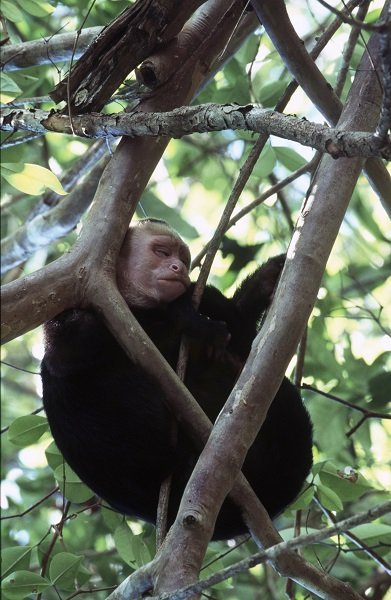 Capuchin monkey taking a nap