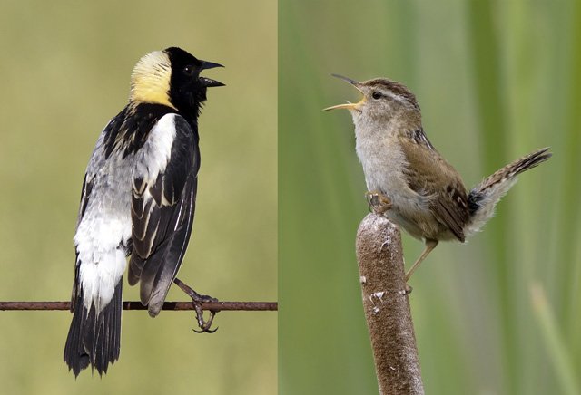 more than one complete moult