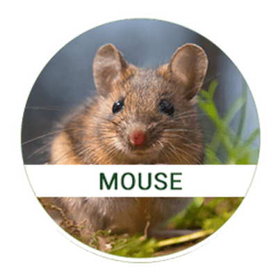 mouse