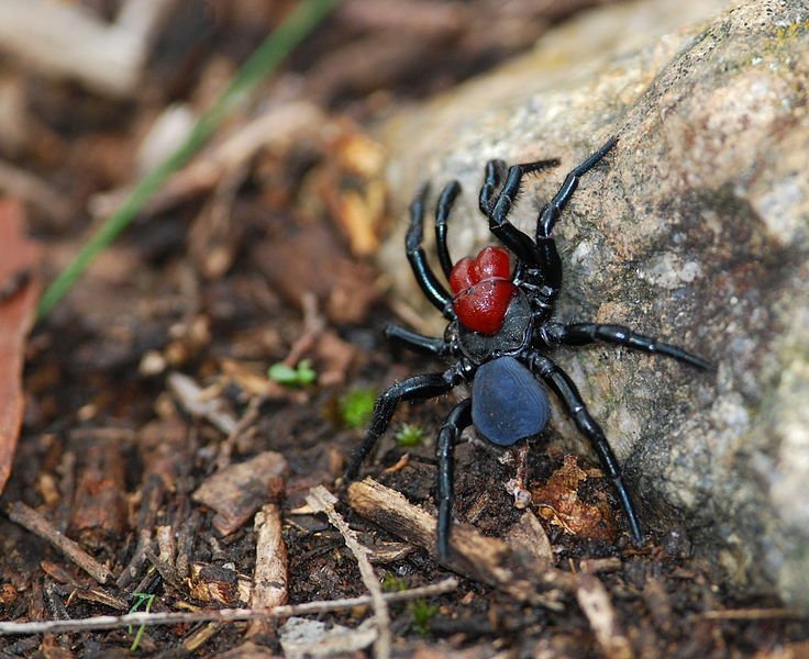 Mouse Spider Mouse Spider, Missulena occatoria