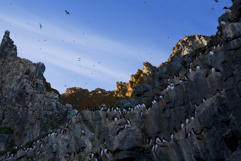 Meet the Murre!