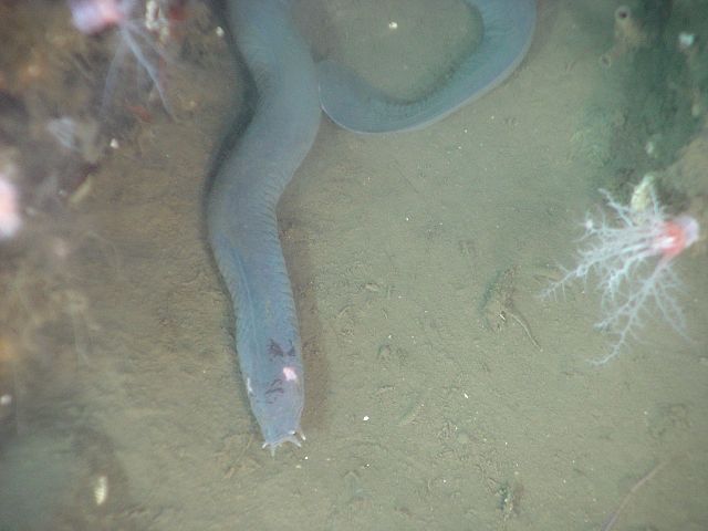 myxinidae