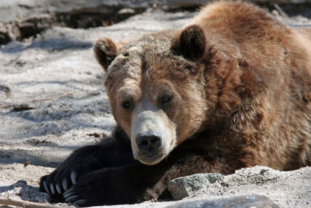 Napping Bears and Strong Bones