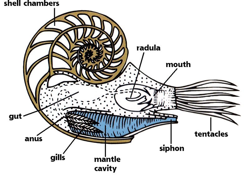 nautilus diagram