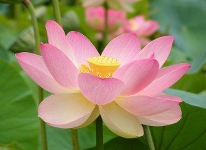 nelumbo nucifera peripitus.