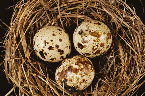 nest bird eggs