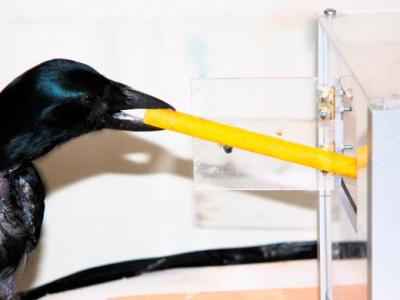 new_caledonian_crow_tool_photo_credit_alice_auersperg new caledonian crow using crow