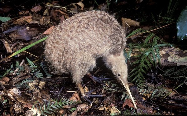 Kiwi