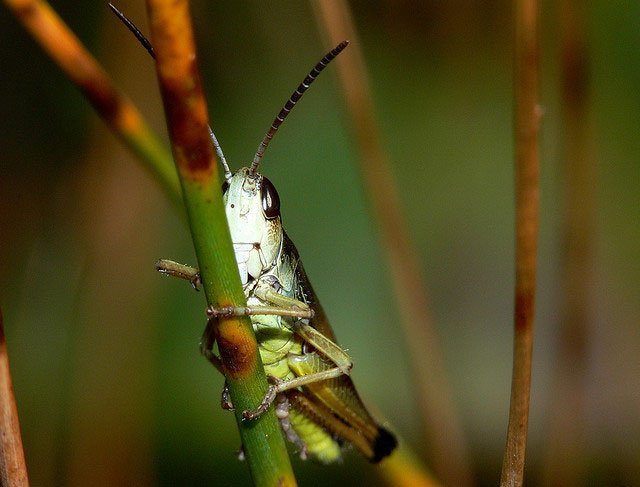 northern grasshopper, green