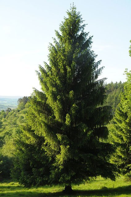 norway spruce, european spruce