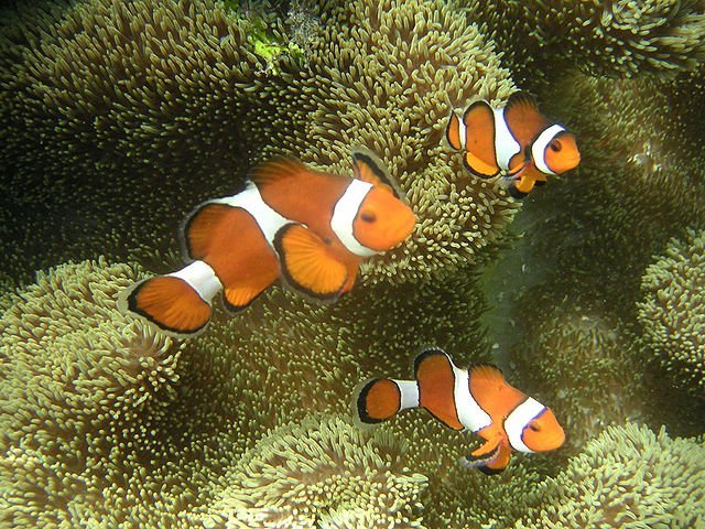 ocellaris_clownfish_metatron ocellaris_clownfish, False Percula Clownfish, Amphiprion ocellaris