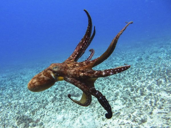octopus in the ocean