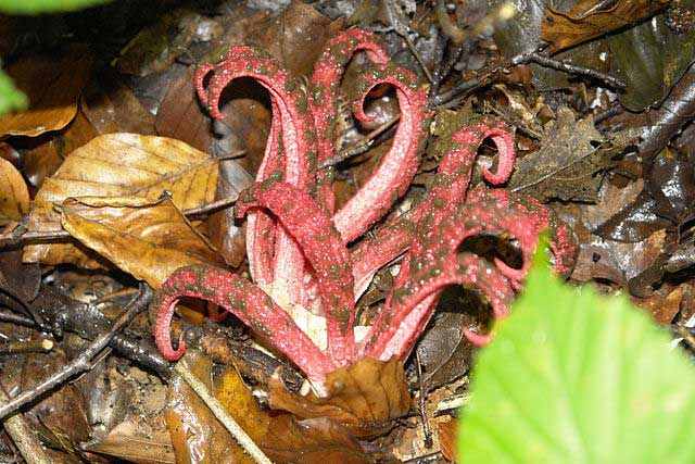 Octopus Stinkhorn, Clathrus archeri