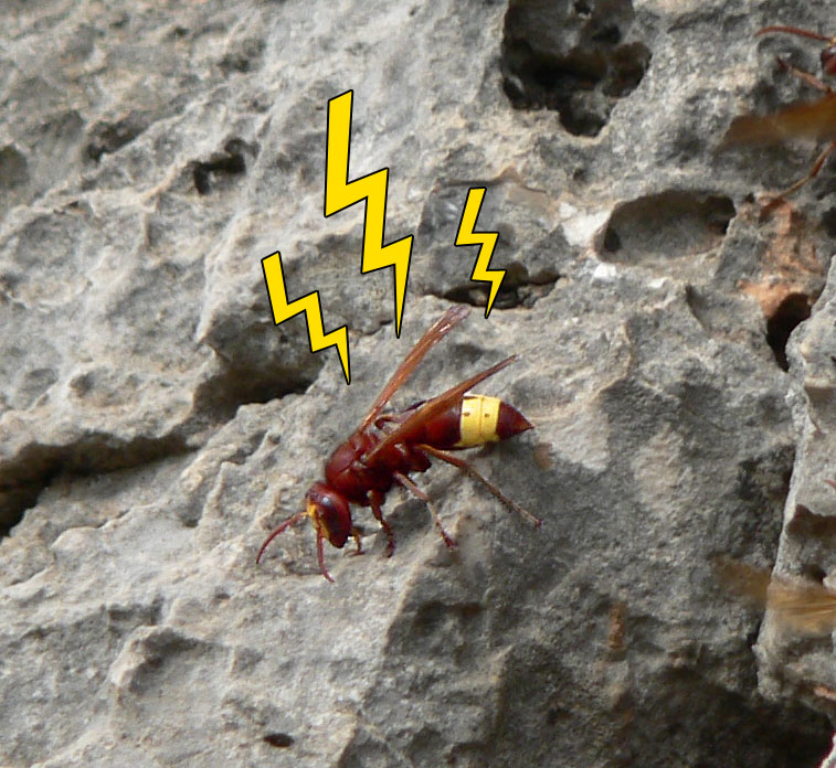 Ever heard of Electric Hornets?