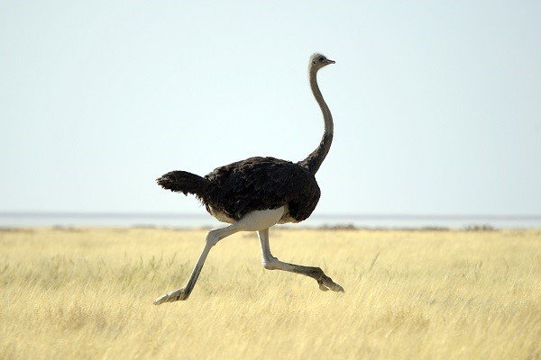ostrich running