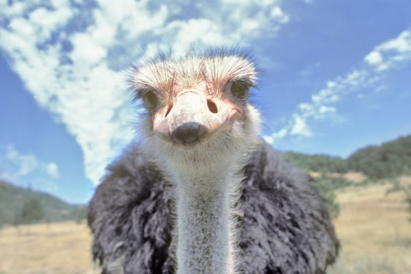 ostrich smile