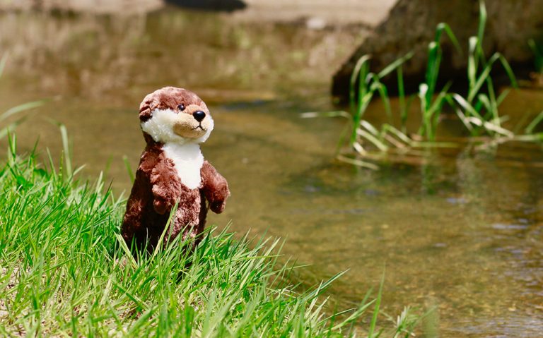 Happy Otter Day!