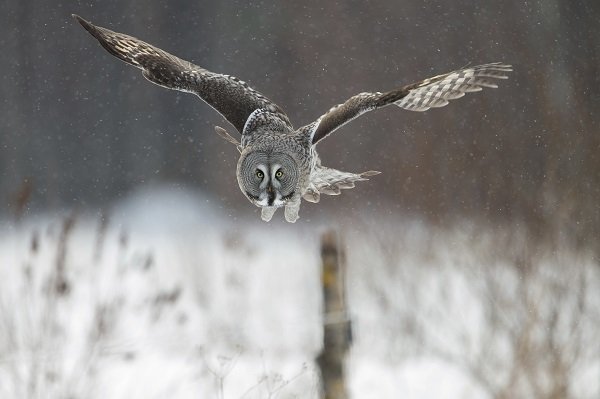 Great Grey Owl (Strix nebulosa)