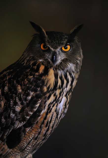 owl