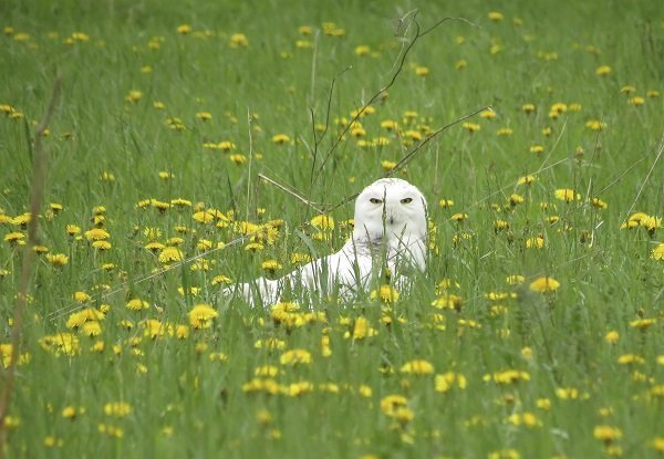Owl hiding in a field