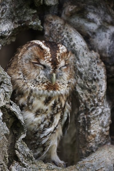 owl_sleeping
