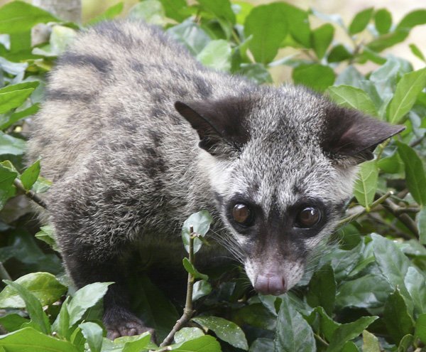 palm_civet