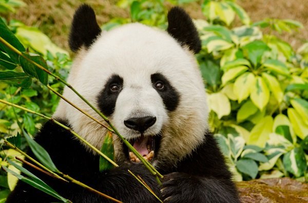 Giant Panda Eating