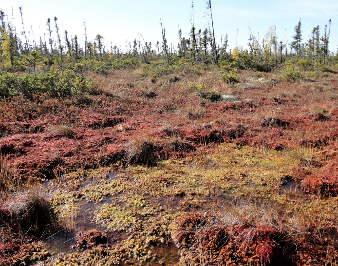 Power up to protect peatlands!