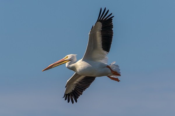 pelican_flying