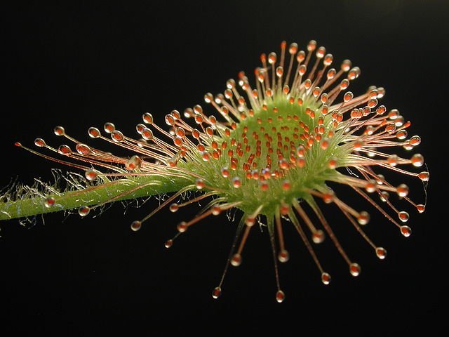 Sundews grow long sticky hairs that trap insects