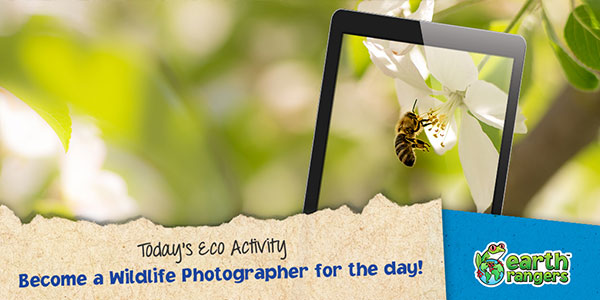 Eco-Activity: Become a Wildlife Photographer for the day!