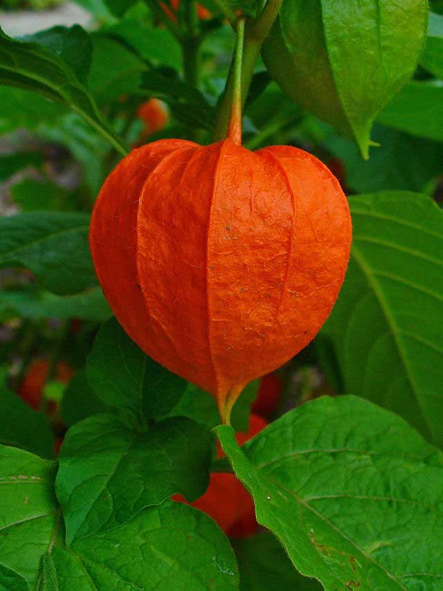 Chinese Lantern, physalis alkekengi