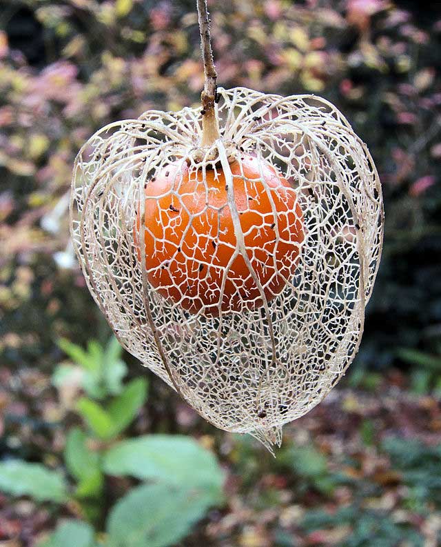 Chinese Lantern, physalis alkekengi
