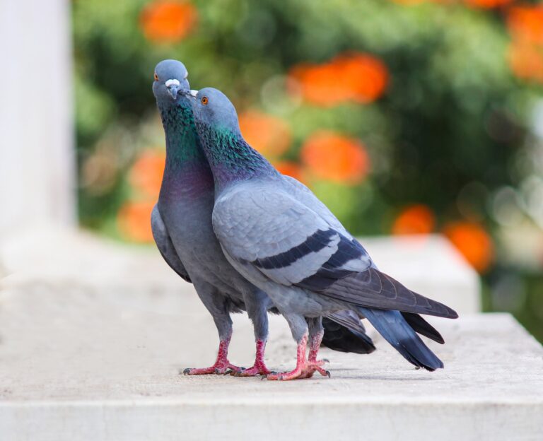 Caption this: What are these two pigeons saying?