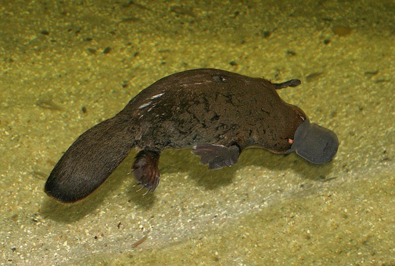 platypus