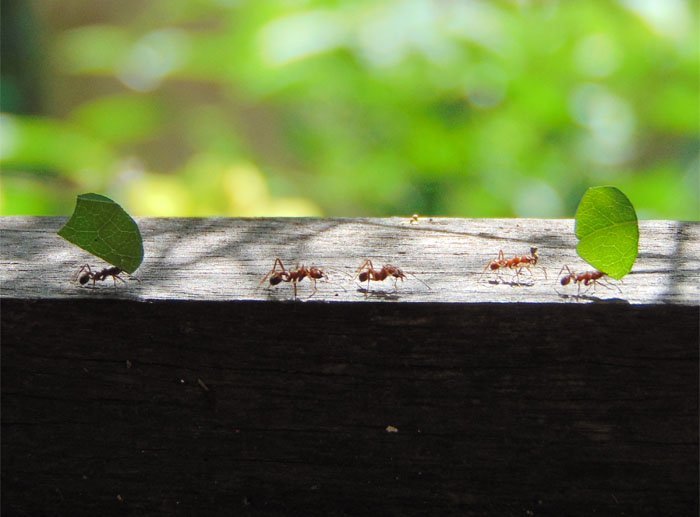 By scent – like ants leaving pheromones trails.