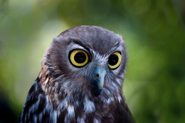 Barking Owl