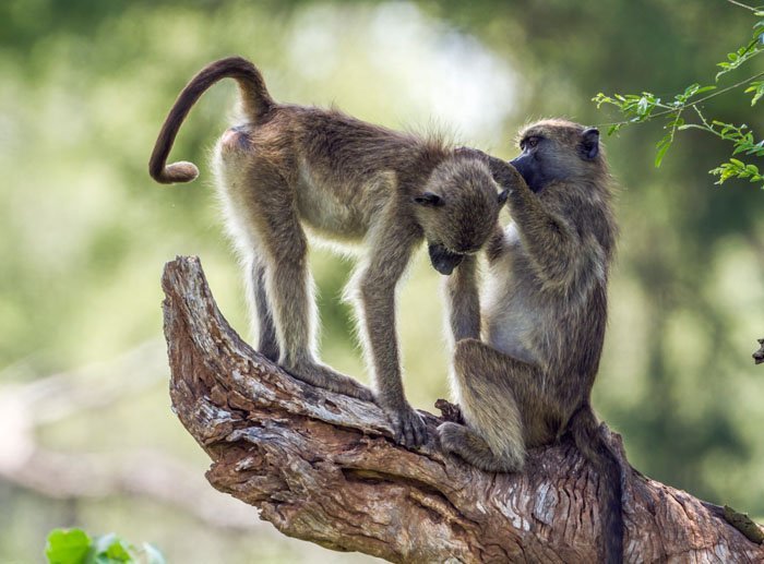 By touch – like baboons grooming each other.