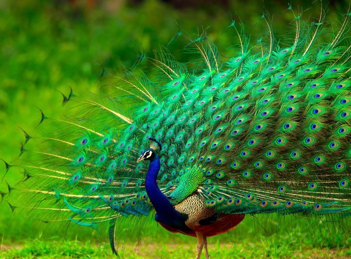By visual displays – like when a peacock shows off its feathers.