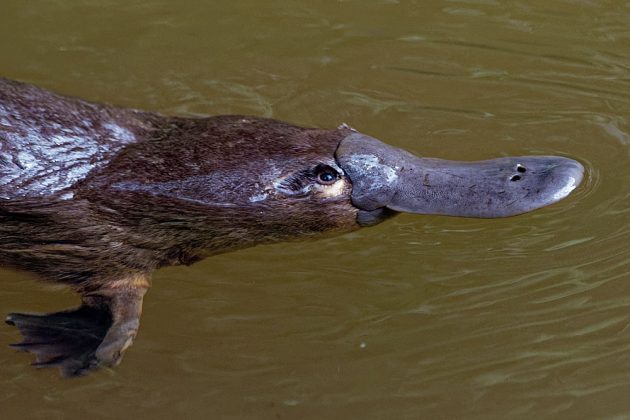 Platypus