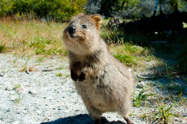 Quokka
